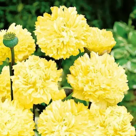 Semi peonie doppie - Foto 7