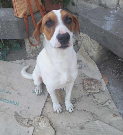 buonissimo cagnolino in regalo in tutta italia - Foto 3