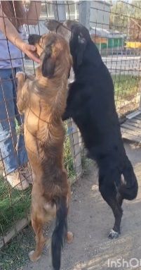 Aron 2anni(mamma Setter)rimasto solo il box.CALABRIA - Foto 4