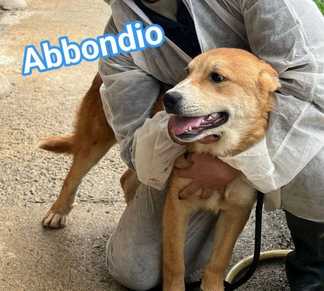 RODRIGO E ABBONDIO CUCCIOLI IN ADOZIONE - Foto 8