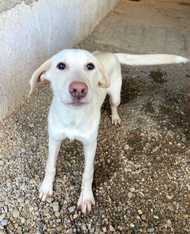 SAMUEL DELICATO E DOLCISSIMO CUCCIOLO IN ADOZIONE - Foto 3