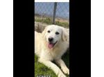 AGNESE TIMIDA E DELICATA CAGNOLINA IN ADOZIONE