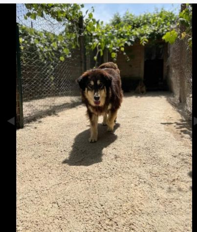 Lady meravigliosa 4a7nni pelo lungo salvata da 1lager aspetta casa da tempo ROMA - Foto 2