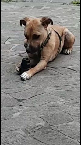 Mix molosso salito al nord rinuncia all ultimo..è tornato in Campania!