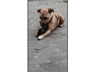 Mix molosso salito al nord rinuncia all ultimo..è tornato in Campania!