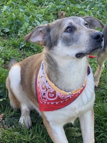 Teseo, un cucciolo che sta crescendo in canile - Foto 7