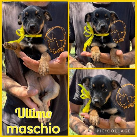Regalo cucciolo incrocio pinscher - Foto 2