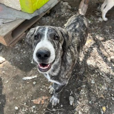 ENEA CUCCIOLO DA SOGNO IN ADOZIONE - Foto 2