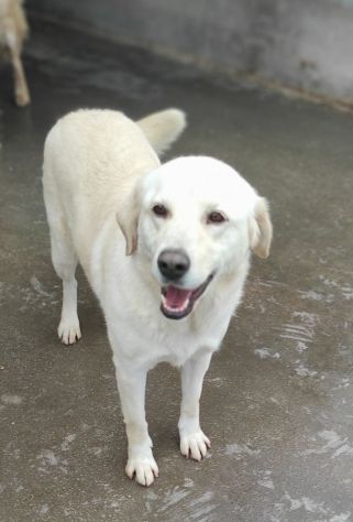 Cagnolina da adottare - Foto 10