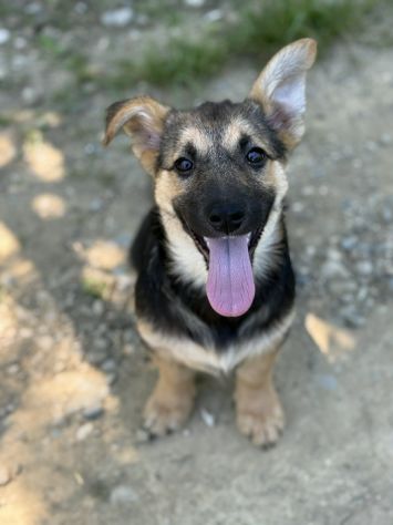 VIKY, buffissima cucciola ZAMPACORTA! Tg MEDIO PICCOLA