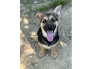VIKY, buffissima cucciola ZAMPACORTA! Tg MEDIO PICCOLA