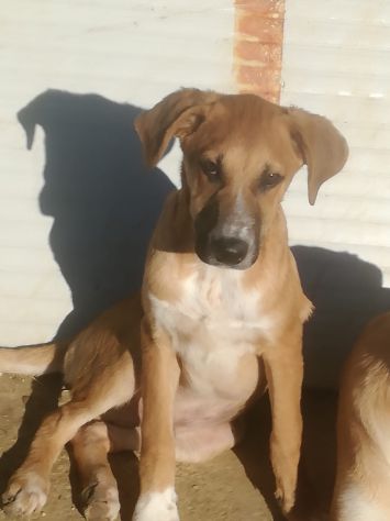 Stupendi cucciolotti in cerca di casa - Foto 7
