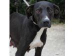 FABIA, cucciolona buona ed equilibrata