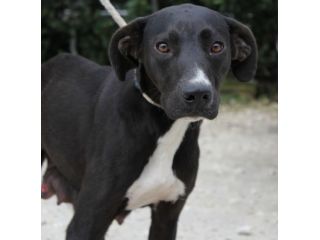 FABIA, cucciolona buona ed equilibrata