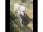 HOTSPOT GIOIOSO AFFETTUOSO SOCIEVOLE, CAGNOLINO IN ADOZIONE