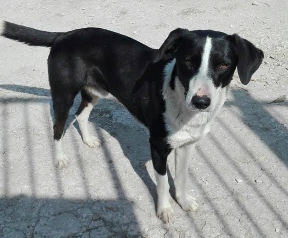 RINGO, stupendo cagnolino dagli occhi ambrati - Foto 3