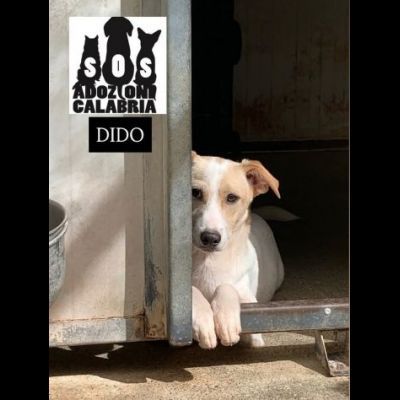 KEVIN, SPIKE, DIDO, TENERISSIMI CUCCIOLI IN ADOZIONE - Foto 5