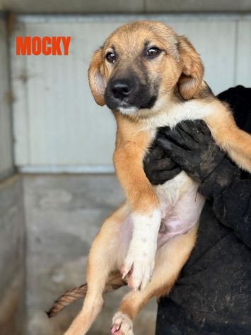 CUCCIOLI IN ADOZIONE taglia media - Foto 3