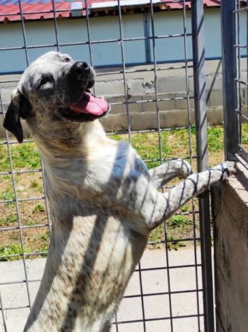JAGO GIOCHERELLONE ED ALLEGRO CANE IN ADOZIONE
