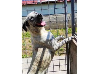 JAGO GIOCHERELLONE ED ALLEGRO CANE IN ADOZIONE