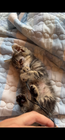 Regalo cucciolo di gattino - Foto 2