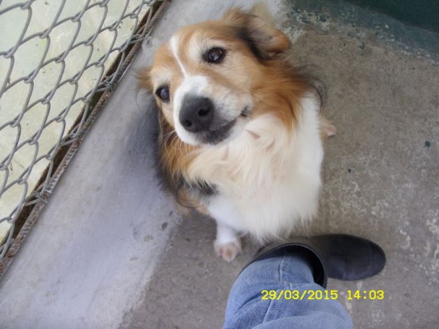 TOMMY, adozione del cuore - Foto 3
