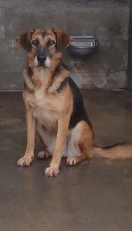 CAGNOLINA IN ADOZIONE - Foto 4