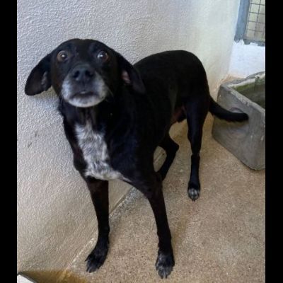 MOZART DOLCEZZA E AVVILIMENTO CANE IN ADOZIONE TG MEDIO CONTENUTA - Foto 6
