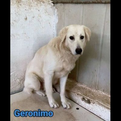 GERONIMO imprigionato senza colpa CANE IN ADOZIONE - Foto 2