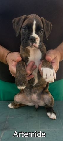 Cuccioli boxer da Riproduzione Selezionata - Foto 4