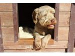 Gigi simil lagotto