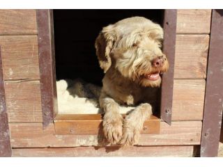 Gigi simil lagotto