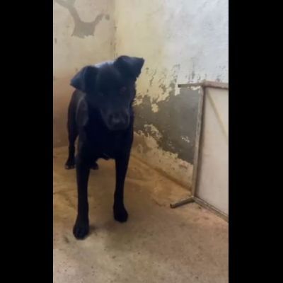 UN MIRACOLO PER BOMBOLO CANE IN ADOZIONE - Foto 6