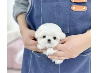 maltese cuccioli