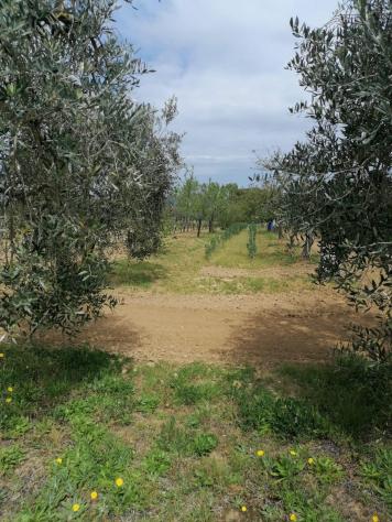 Terreno agricolo in vendita a Perignano - Casciana Terme Lari 10260 mq Rif: 1319002 - Foto 10
