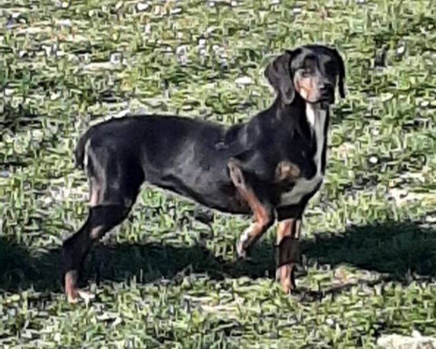 GILDA 4anni buona con tutti i cani! - Foto 4