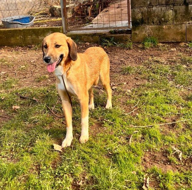 Zelda in adozione - Foto 2