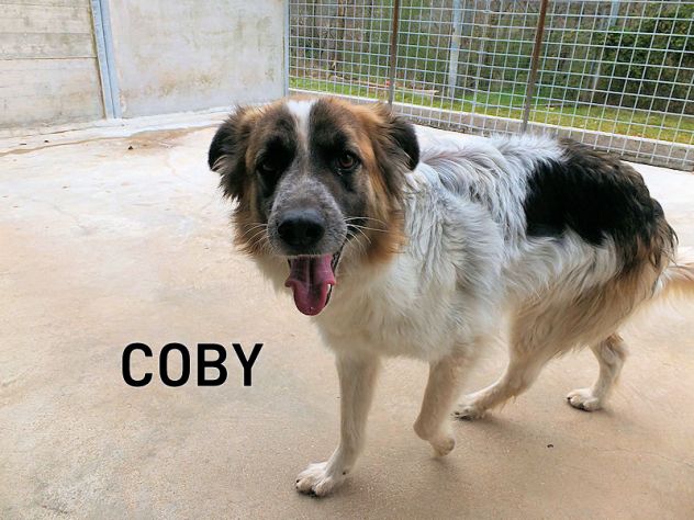 Coby bellissimo di taglia mediogrande - Foto 4