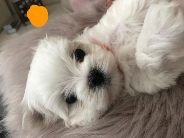 Cuccioli di Maltese - Foto 3