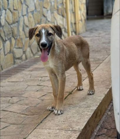 CUCCIOLO IN ADOZIONE TOMMY - Foto 6