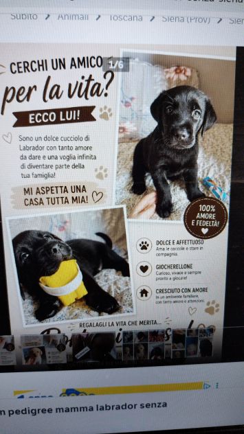 Cuccioli di Labrador - Foto 5