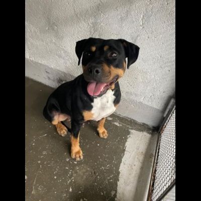 JANETTE molto socievole e dinamica cane in adozione - Foto 3