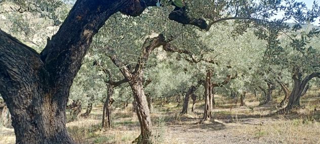 Terreno in vendita a Loreto Aprutino - Foto 4