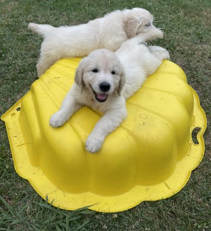DISPONIBILI SPLENDIDI CUCCIOLI DI GOLDEN RETRIEVER - Foto 8