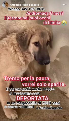ANDROMACA CUCCIOLA IN ADOZIONE - Foto 5