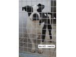 MIRKO AMSTAFF 8 ANNI