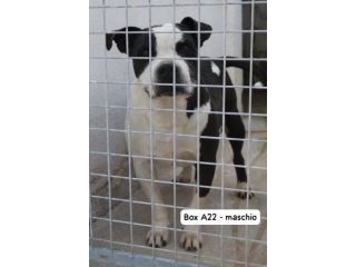 MIRKO AMSTAFF 8 ANNI