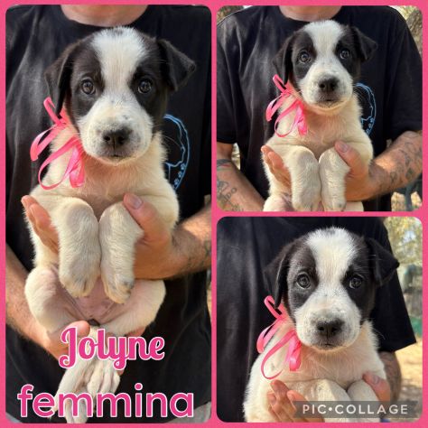Regalo cuccioli - Foto 4