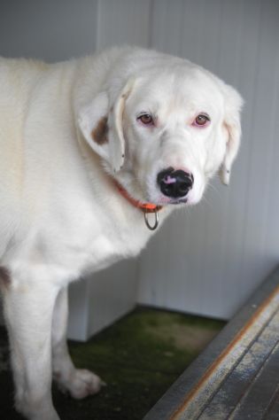 Blanche da cucciola vive in canile