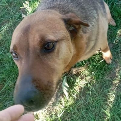 BULLO CONCENTRATO DI TENEREZZA, CANE IN ADOZIONE - Foto 5